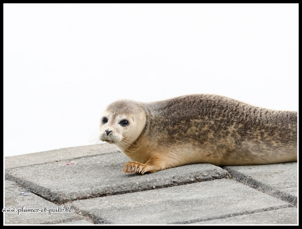 Phoque veau marin