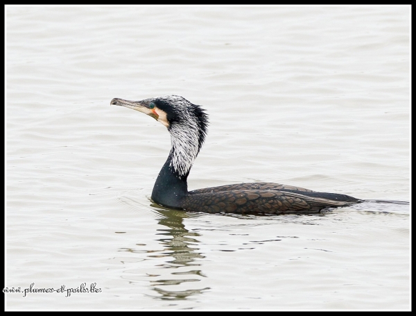 Grand Cormoran