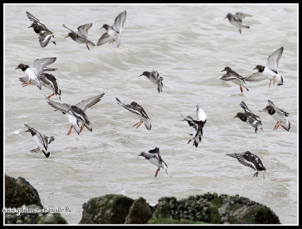 Tournepierres à collier