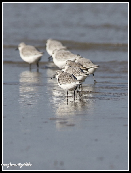 Bécasseaux sanderling