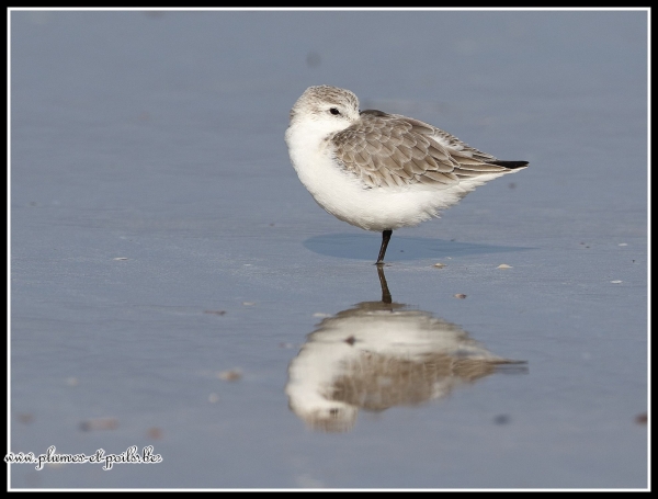 Bécasseau sanderling