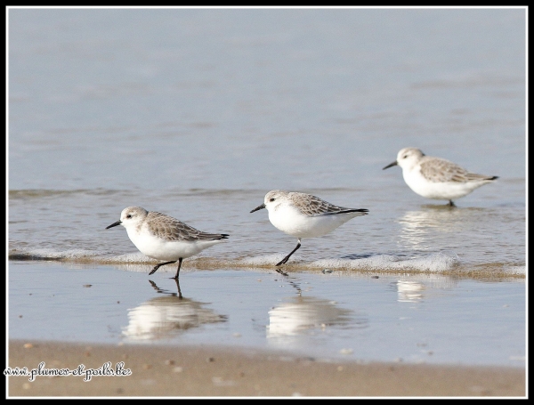 Bécasseaux sanderling
