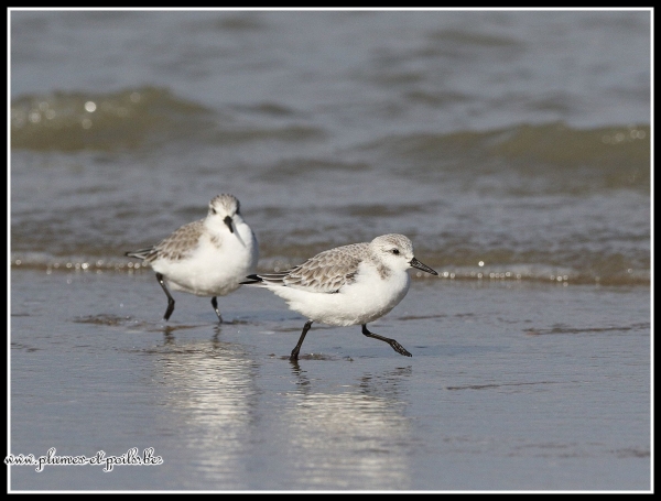 Bécasseaux sanderling