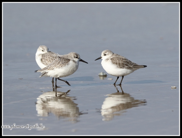 Bécasseaux sanderling