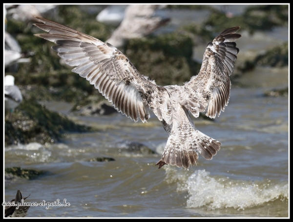 goéland