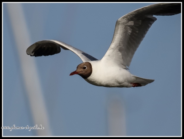 Mouette rieuse