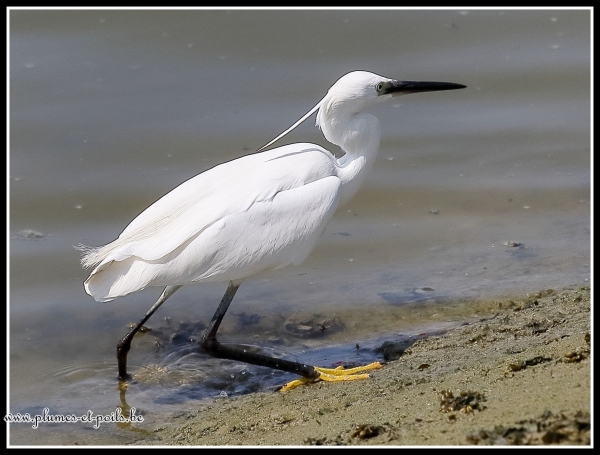 aigrette garzette