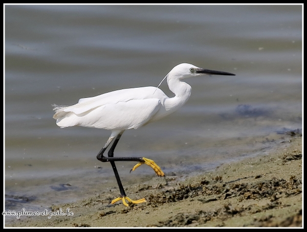 aigrette garzette