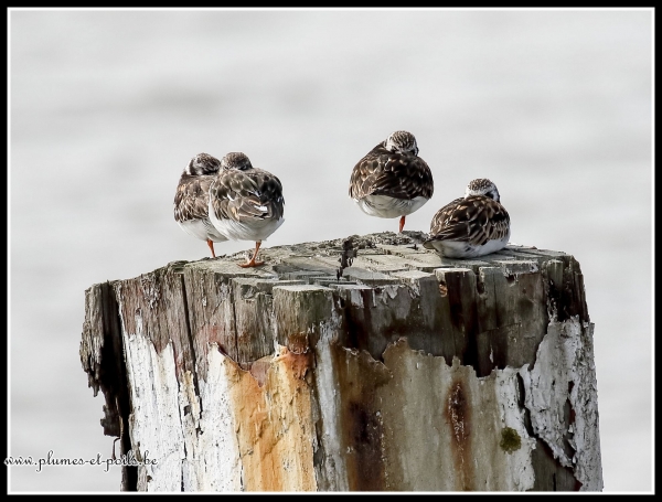 Tournepierres à collier