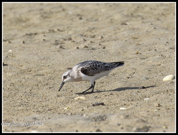Bécasseau sanderling