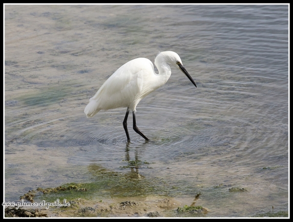 aigrette garzette