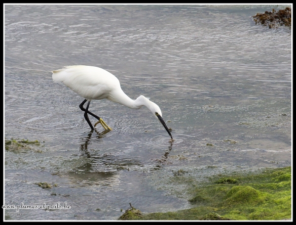 aigrette garzette