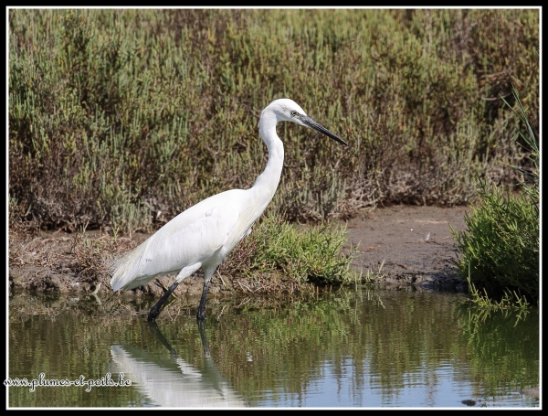 aigrette garzette
