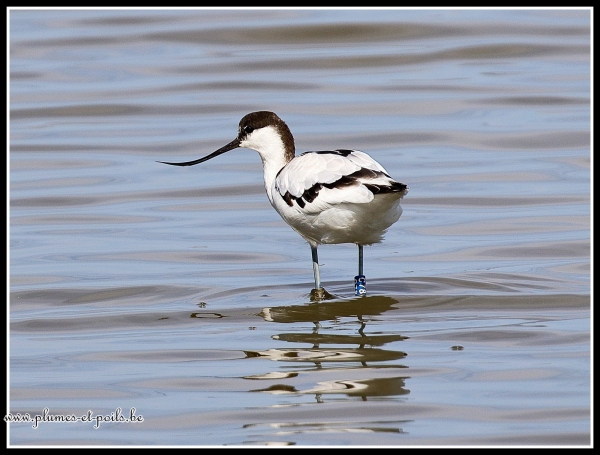 Avocette élégante