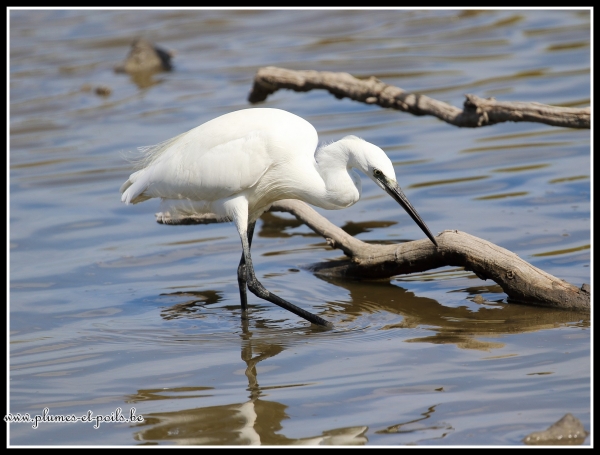 aigrette garzette