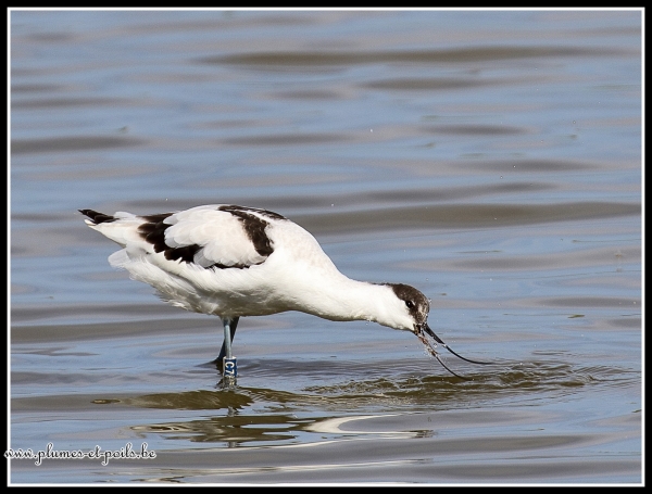 Avocette élégante