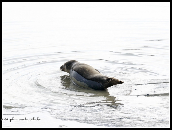 Phoque veau marin