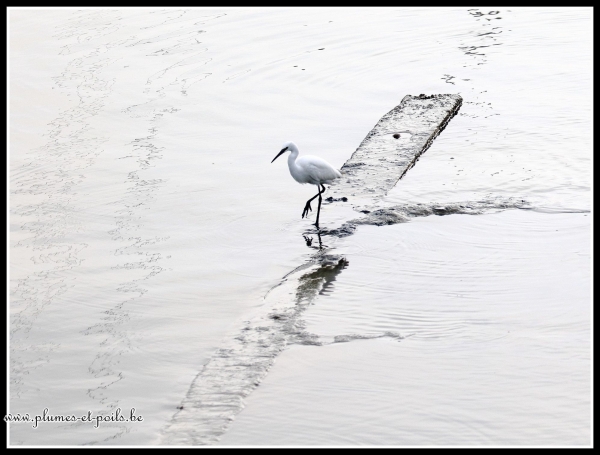 aigrette garzette