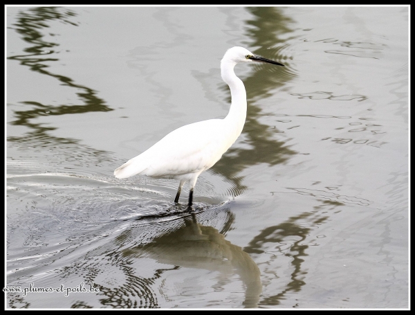 aigrette garzette