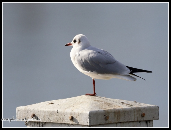 Mouette rieuse