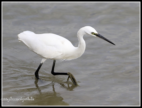 aigrette garzette