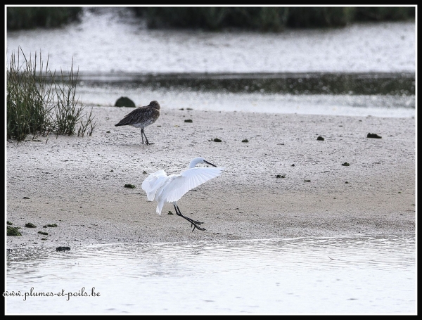 aigrette garzette