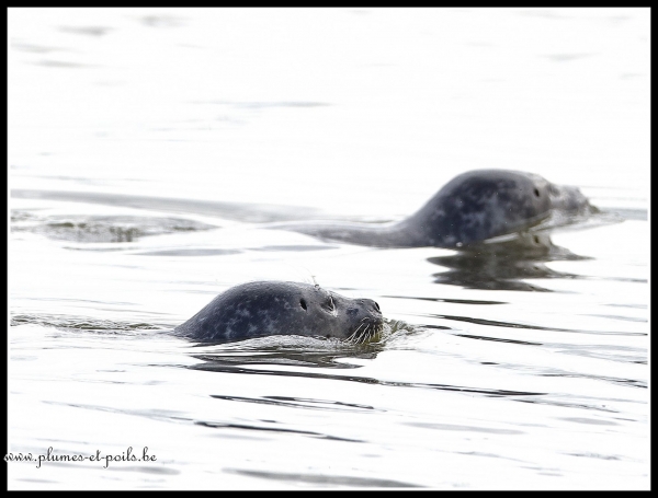 Phoque veau marin