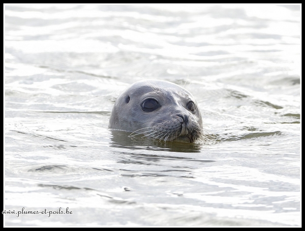 Phoque veau marin