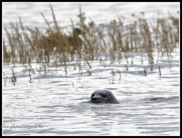 Phoque veau marin