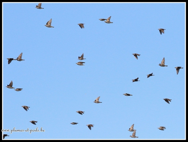 Etourneaux sansonnets (migration)