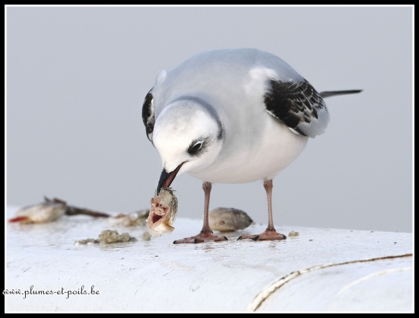 Mouette de Ross