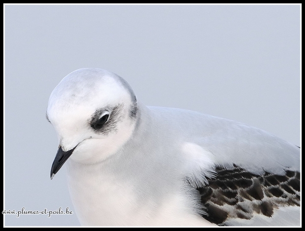Mouette de Ross