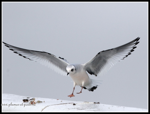 Mouette de Ross