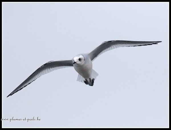 Mouette de Ross