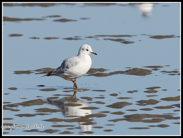 Mouette rieuse