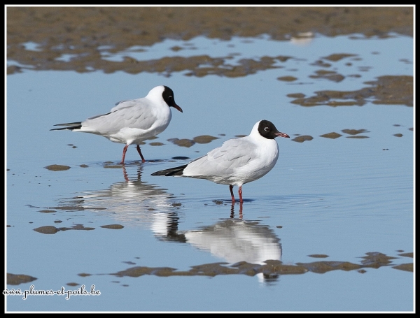 Mouette rieuse