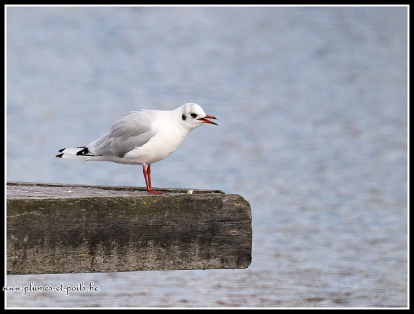 Mouette rieuse