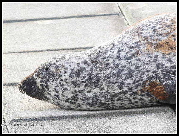 Phoque veau marin