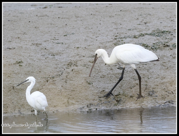 Aigrette garzette et spatule