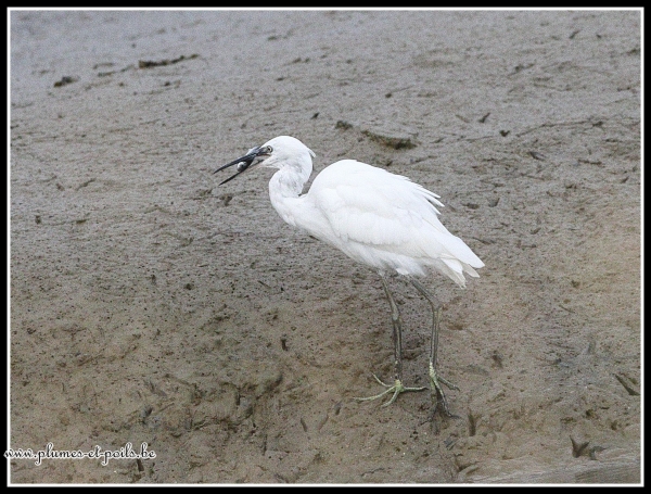 Aigrette garzette