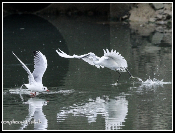 Aigrette garzette