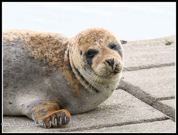 Phoque veau marin
