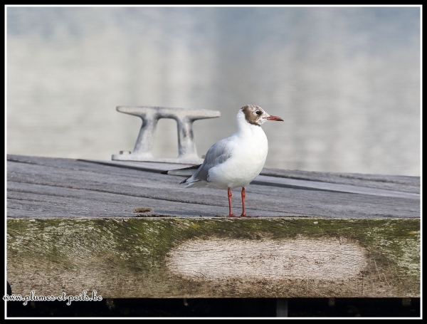 Mouette rieuse