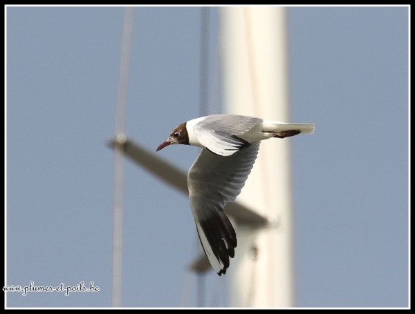 Mouette rieuse