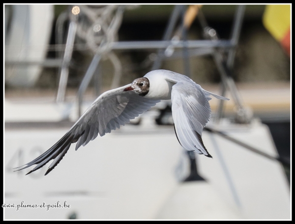 Mouette rieuse