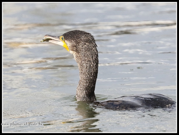Grand cormoran