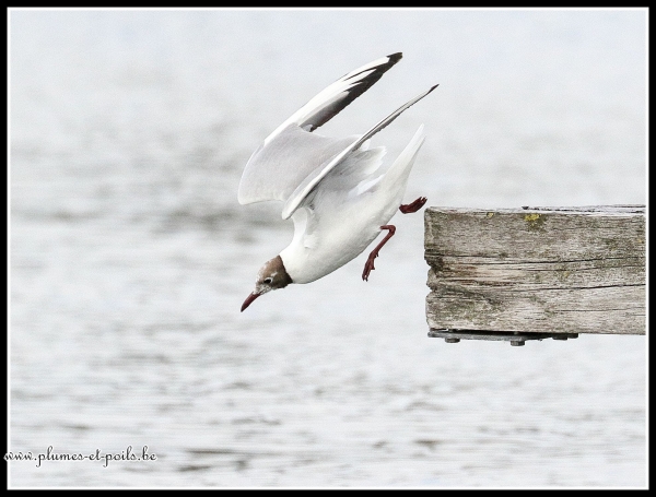 Mouette rieuse