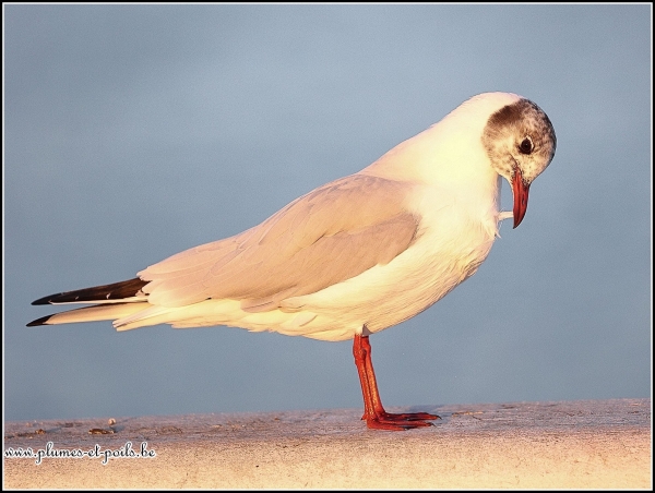 Mouette rieuse