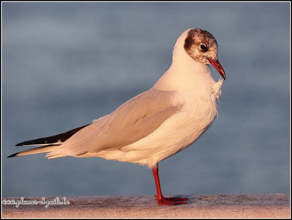 Mouette rieuse