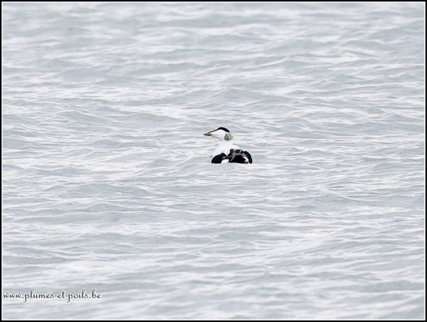Eider à duvet